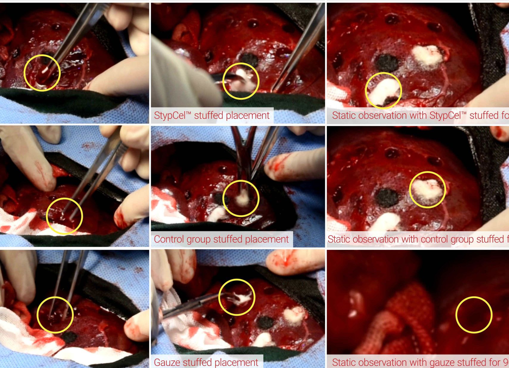 Pre-clinical experiment with swine model